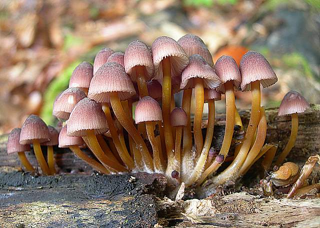 La  Flora  micologica  Alsaziana